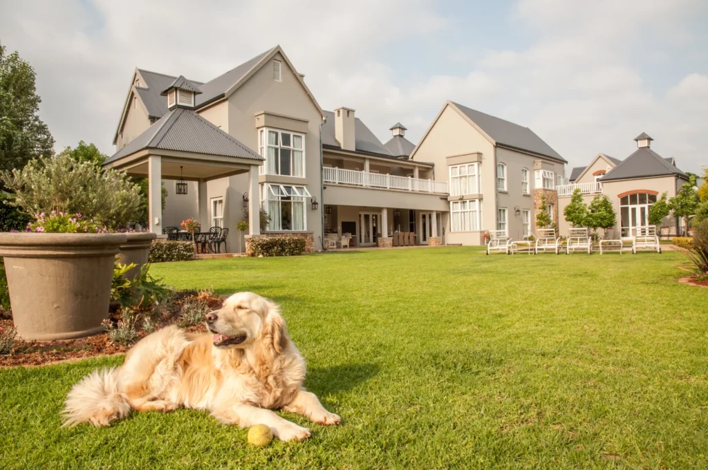 Golden-retriever-at-home--lying-relaxed-in-the-beautiful-big-garden-of-the-big-mansion-house-where-she-lives--176701447824...
